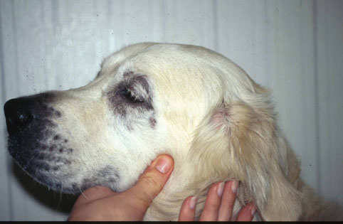Que se cache-t-il derrière ce bouchon de cérumen chez un jeune chien  souffrant d'otite unilatérale récidivante ?, By VetoDerm